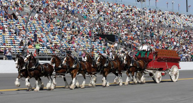 Clydesdales10