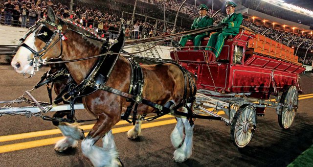 Clydesdales11