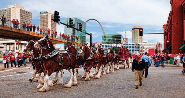 Clydesdales16