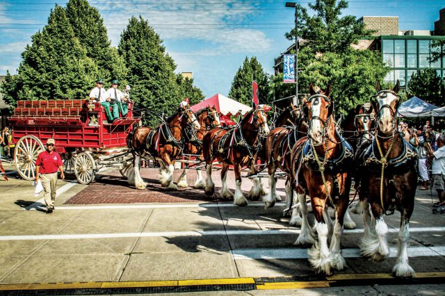 Clydesdales2