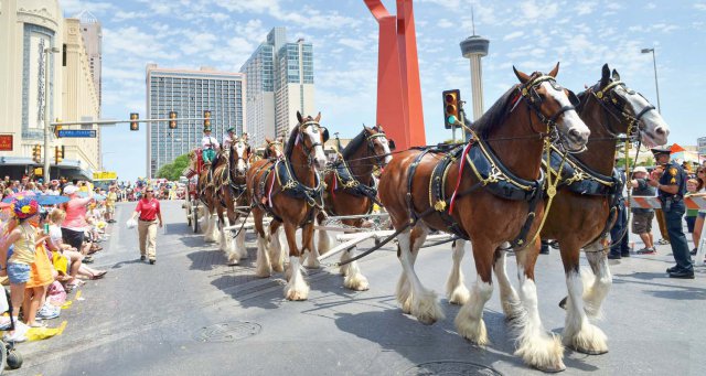 Clydesdales4