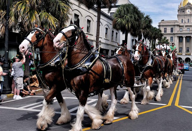 Clydesdales7