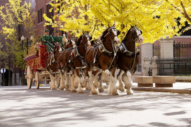 Clydesdales8