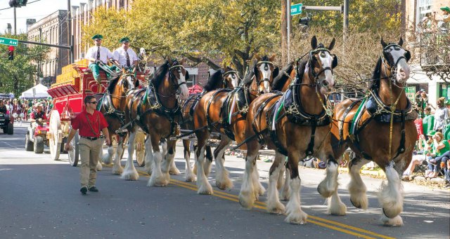 Clydesdales9
