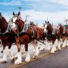 Clydesdales14