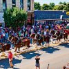 Clydesdales15