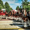 Clydesdales2