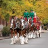 Clydesdales3