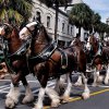 Clydesdales7